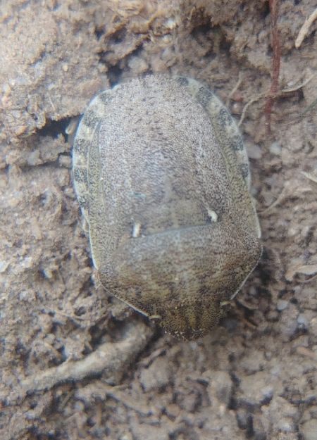 Eurygaster maura 