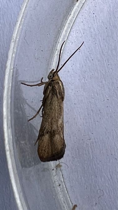 Brachodes funebris  - Melchior Viallet