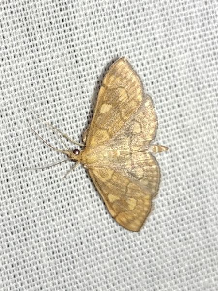 Anania verbascalis 
