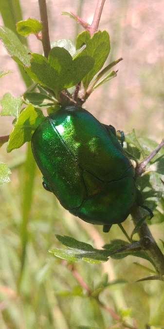 Cétoine érugineuse 
