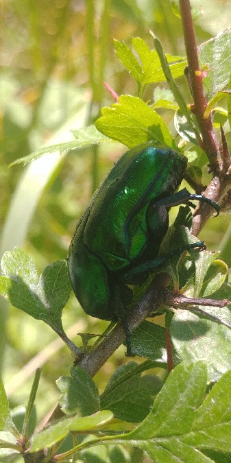 Cétoine érugineuse 