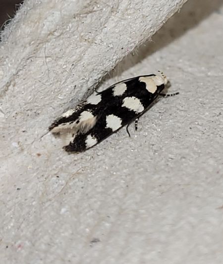 Pseudotelphusa tessella  - Thomas Lux