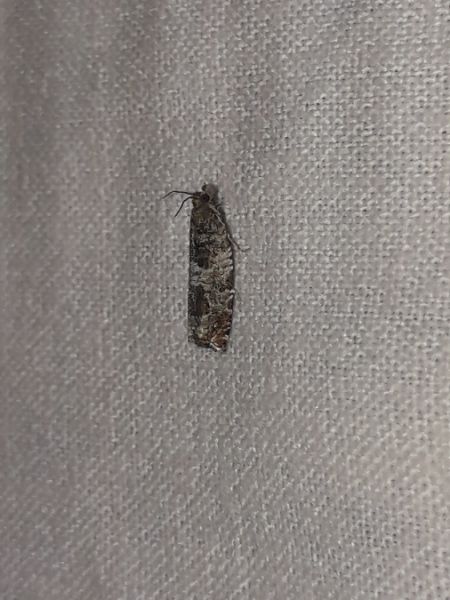 Ancylis achatana  - Sylvain Lethuillier