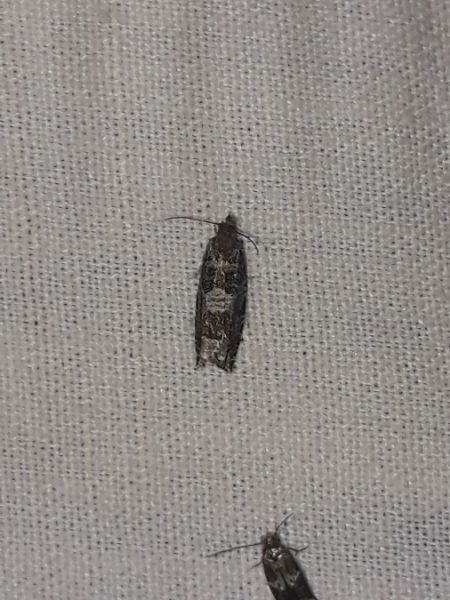 Ancylis achatana  - Sylvain Lethuillier