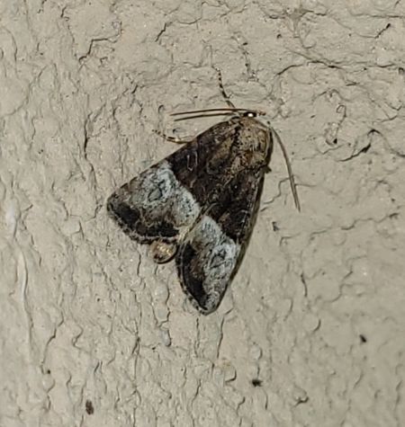 Mesoligia furuncula  - Thomas Lux