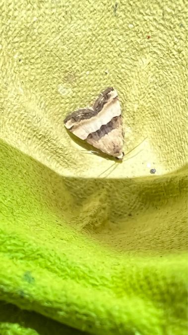Pseudozarba bipartita  - Melchior Viallet