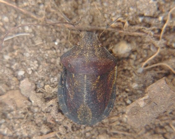 Eurygaster maura 
