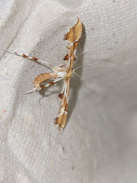 Cnaemidophorus rhododactyla  - Thomas Lux