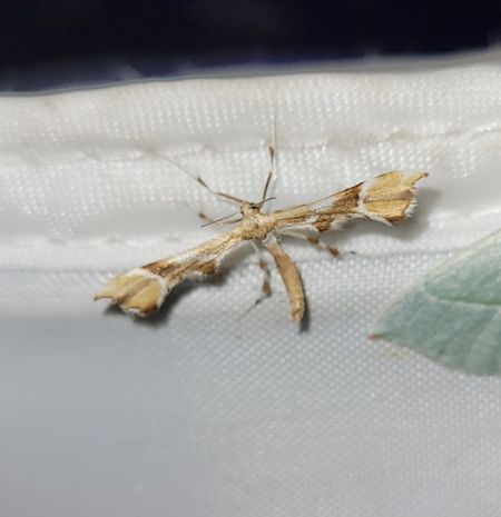 Cnaemidophorus rhododactyla  - Thomas Lux