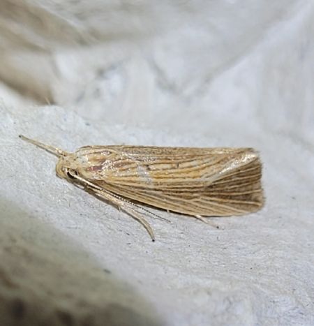 Orthotelia sparganella  - Thomas Lux