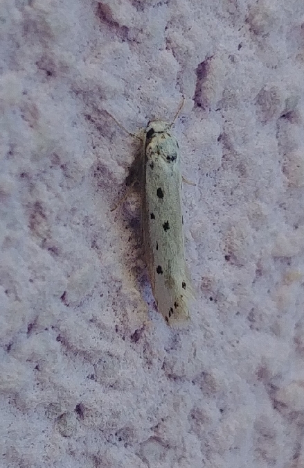 Yponomeuta sp. 