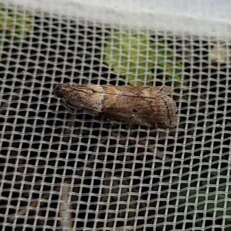 Acrobasis repandana  - Thomas Lux