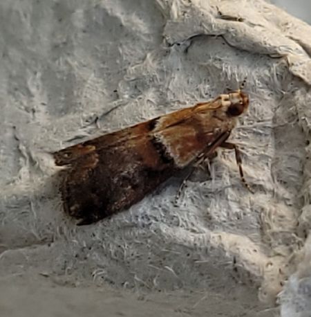 Acrobasis repandana  - Thomas Lux