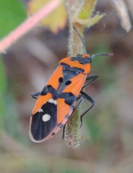 Lygaeus equestris 