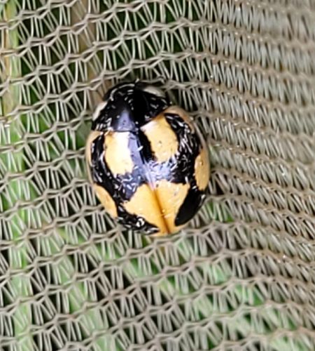 Coccinella hieroglyphica  - Thomas Lux