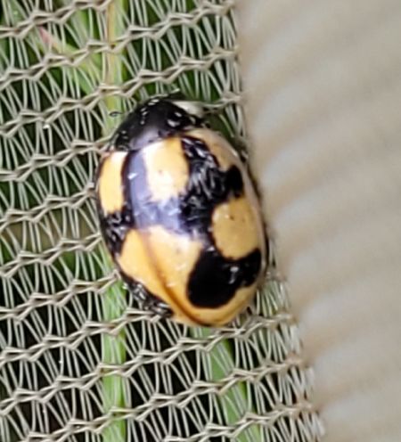 Coccinella hieroglyphica  - Thomas Lux