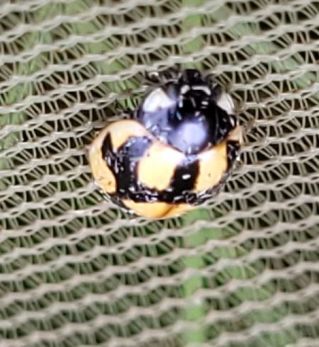 Coccinella hieroglyphica  - Thomas Lux