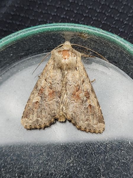 Apamea sordens  - Thomas Lux