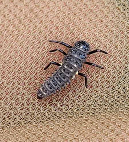 Anatis ocellata  - Thomas Lux