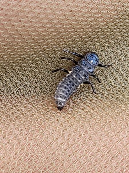 Anatis ocellata  - Thomas Lux