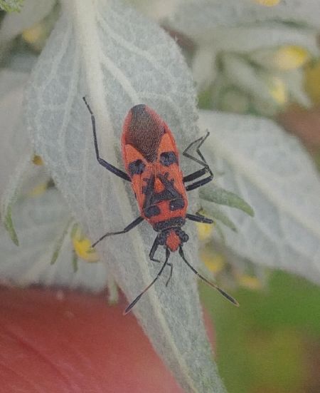 Corizus hyoscyami hyoscyami 