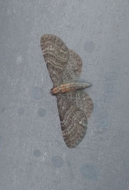Eupithecia haworthiata 