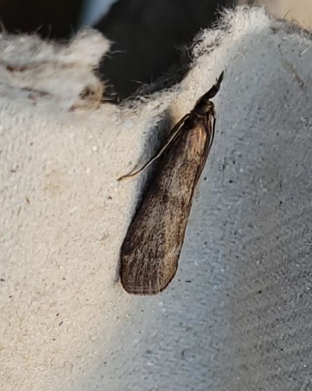 Hypochalcia ahenella  - Thomas Lux