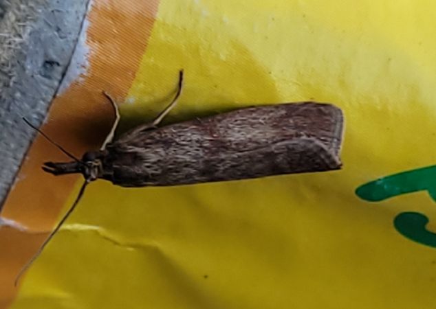 Hypochalcia ahenella  - Thomas Lux