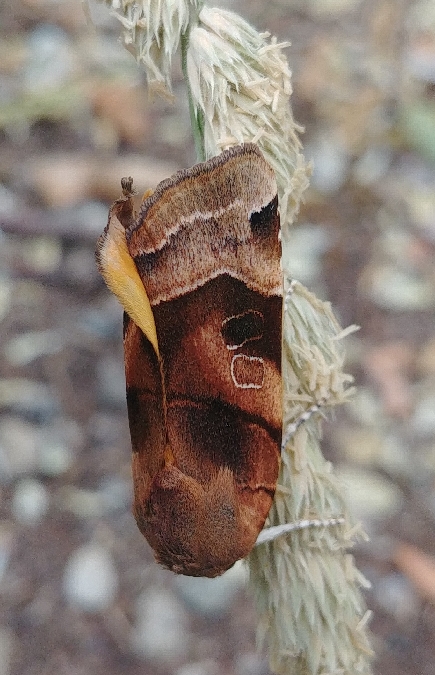 Noctua fimbriata 
