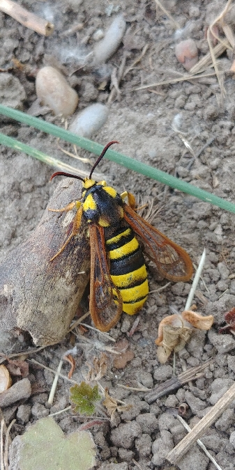 Sesia apiformis 