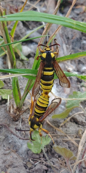 Sesia apiformis 
