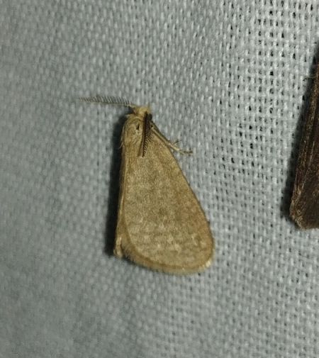 Bijugis bombycella 