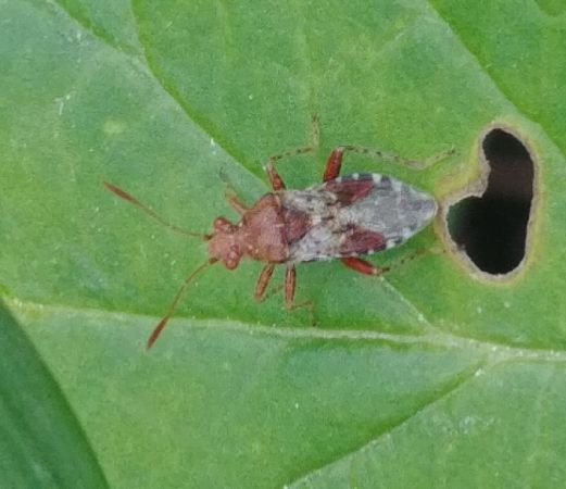 Rhopalus subrufus 