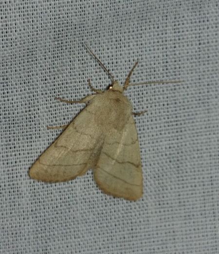 Charanyca trigrammica 