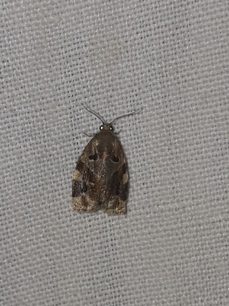 Archips xylosteana  - Sylvain Lethuillier