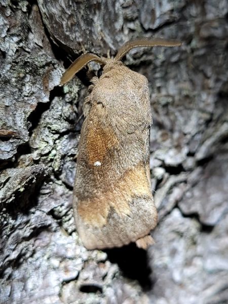 Bombyx du Pin  - Thomas Lux