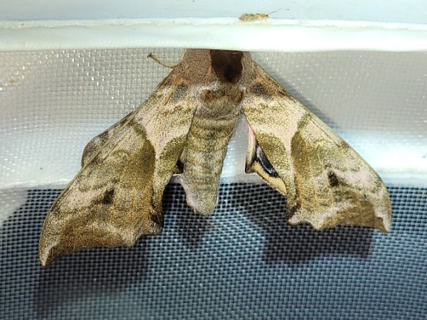 Sphinx demi-paon  - Thomas Lux