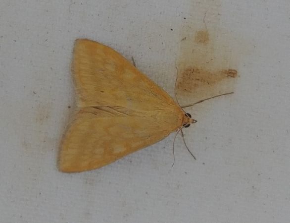 Sitochroa verticalis 