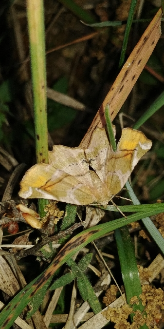 Apeira syringaria 