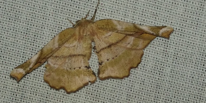 Apeira syringaria 