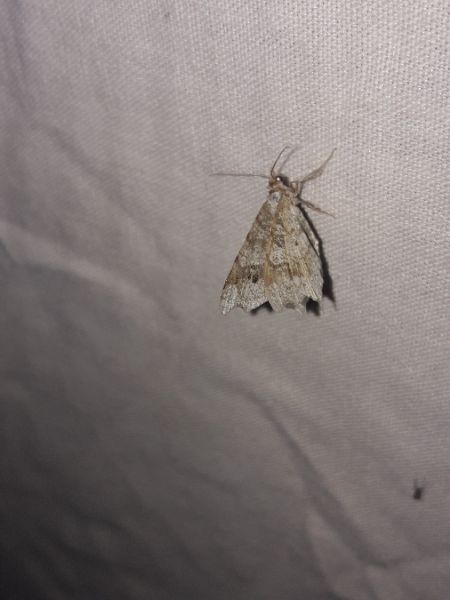 Macaria notata  - Sylvain Lethuillier