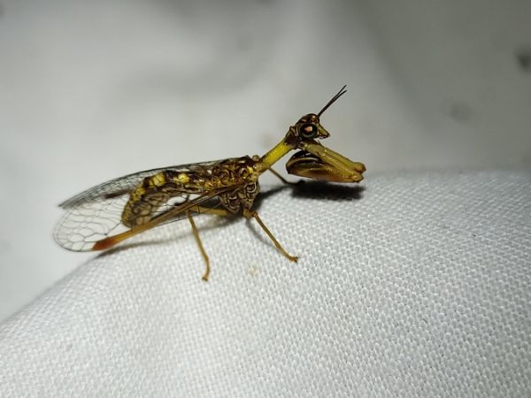 Mantispe commun  - Thomas Lux
