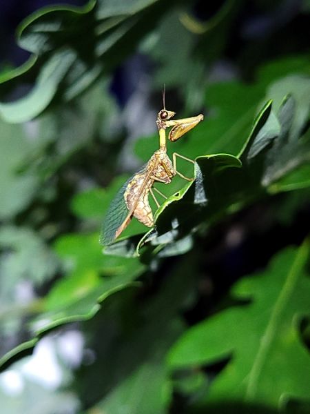 Mantispe commun  - Thomas Lux