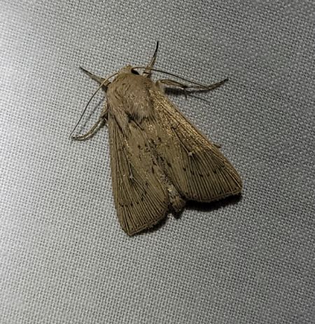 Leucania obsoleta  - Thomas Lux