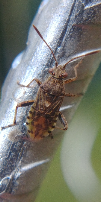 Stictopleurus punctatonervosus 