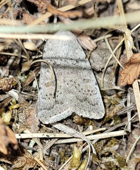 Hoplodrina respersa  - Thomas Lux