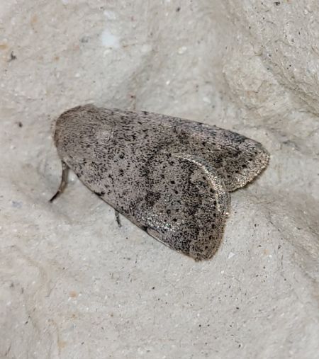 Hoplodrina respersa  - Thomas Lux