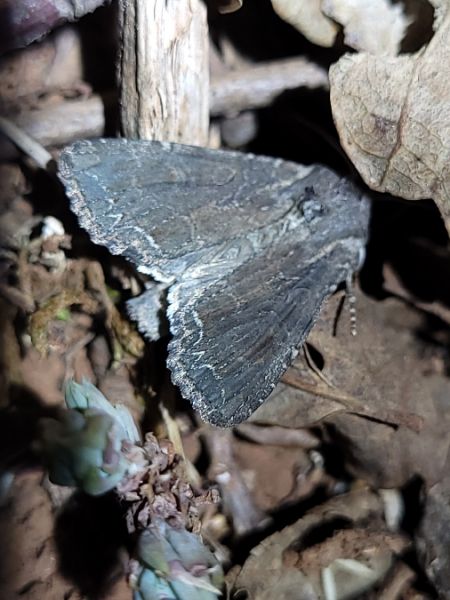 Lacanobia suasa  - Thomas Lux