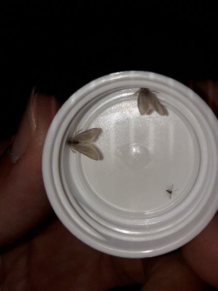 Acentria ephemerella  - Sylvain Lethuillier