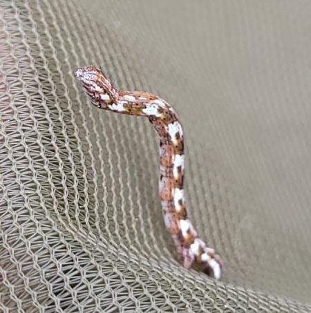 Pachycnemia hippocastanaria  - Thomas Lux